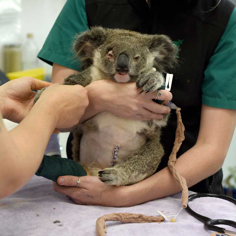 Unique wild rescue Koala 'Bear' – will now call Currumbin Wildlife  Sanctuary home! :: Currumbin Wildlife Sanctuary