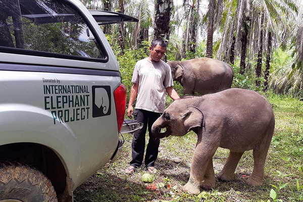 International Elephant Project - Elephant Health Check